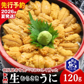 【ふるさと納税】【2026年発送 先行予約】利尻昆布を食べておいしく育った「生むらさきうに」 120g 1折120gムラサキウニ 天然 うに むらさきうに 海鮮 海産物 北海道ふるさと納税 稚内 ふるさと納税 北海道 【配送不可地域：離島・沖縄県】