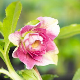 楽天市場 鉢花 種類 植物 クリスマスローズ 開花時期冬 花 観葉植物 花 ガーデン Diy の通販