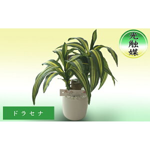 yӂ邳Ɣ[ŁzG}  hZi 25cm ϗtA tFCNO[ R  L CeA  tFCN  kC ʎs