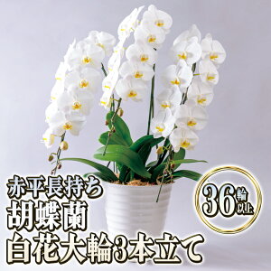 yӂ邳Ɣ[ŁzԕӒԑ3{āi36ֈȏjӒ  Mtg v[g j 蕨 CeA A @͂F2025N5{`10{܂