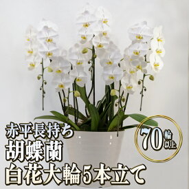 【ふるさと納税】赤平長持ち胡蝶蘭白花大輪5本立て（70輪以上）　【インテリア・植物・ギフト】　お届け：2024年5月上旬～10月下旬まで