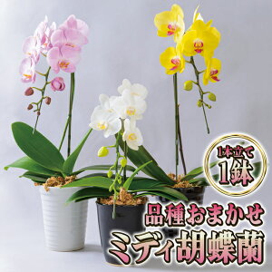 yӂ邳Ɣ[Łzi킨܂~fBӒ1{1 Ӓ  Mtg v[g j 蕨 CeA A @͂F2025N5{`11{܂