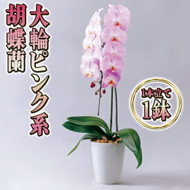 【ふるさと納税】大輪ピンク系胡蝶蘭1本立て　【インテリア・植物・ギフト】　お届け：2024年5月上旬～11月上旬まで