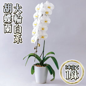 【ふるさと納税】大輪白花系胡蝶蘭1本立て　【インテリア・植物・ギフト】　お届け：2024年5月上旬～11月上旬まで