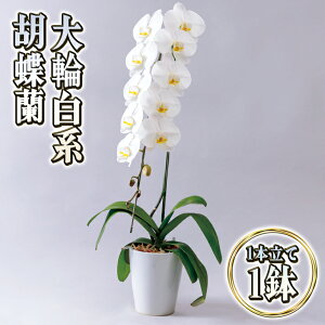 yӂ邳Ɣ[Łz֔ԌnӒ1{ Ӓ  Mtg v[g j 蕨 CeA A @͂F2025N5{`11{܂