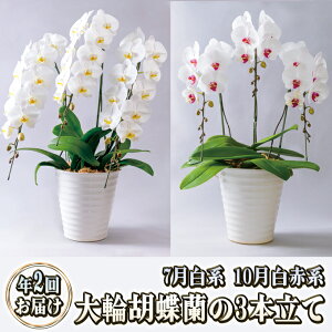 �y�ӂ邳�Ɣ[�Łz��֌Ӓ�����3�{���Ă̔N2�񂨓͂��i7���F���n�A10���F���Ԍn�j�Ӓ��� �� �M�t�g �v���[���g ���j�� ���蕨 �C���e���A �A�� �@���͂��F�y1��ځz2026�N7���y2��ځz2026�N10