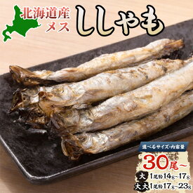 【ふるさと納税】＼選べる！サイズ・内容量／北海道産 ししゃもメス 大30尾 60尾(30尾×2箱) 大大30尾 北海道 稀少 魚 シシャモ メス おつまみ 魚貝類 海鮮 干物 本物 人気 希少 塩 味付け 脂のり 旨み 美味しい 大きい グルメ 国産