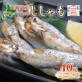 【ふるさと納税】北海道産ししゃもオスメス40尾セット 北海道 稀少 魚 シシャモ メス オス セット おつまみ 魚貝類 干物 本物 人気 希少 塩 味付け 脂のり 旨み 美味しい 大きい