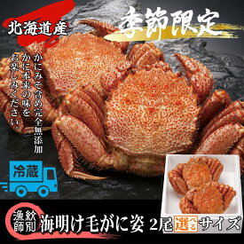【ふるさと納税】北海道産 海明け 毛がに 姿 2尾 冷蔵便 | 選べる チルド 期間限定 旬 高品質 毛蟹 毛ガニ かに カニ 蟹 かにみそ カニミソ 蟹味噌 グルメ プレゼント ギフト ふるさと納税 納税 北海道 紋別市