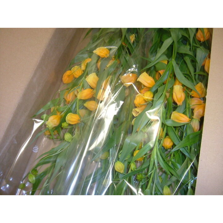 楽天市場 ふるさと納税 北海道名寄市 Ja道北なよろ サンダーソニア 氷点花 6月上旬から順次発送 北海道名寄市