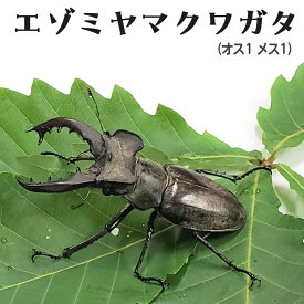 【ふるさと納税】エゾミヤマクワガタ※着日指定不可※離島への配送不可《2024年7月上旬-8月下旬頃出荷》