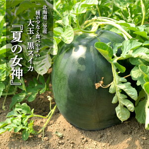 yӂ邳Ɣ[Łzs2026NttwĂ̏_xʁI킪ȂĊÂXCJ1ʓ(6`8kg)j| ӂ邳Ɣ[ kC O} Z XCJ    ԐF  ʕ t[c Y