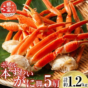 yӂ邳Ɣ[Łz {C{킢ɋr 5  ( v 1.2kg ) YCKj YC 킢 YCI 킢I  Jj I  O CN 䥂ŊI 䥂ł 䥂ŃKj kC s ӂ