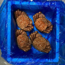 【ふるさと納税】【12月21日決済確定分まで年内配送】 [北海道根室産] 毛がに 選べる 1 尾 ~ 8 尾 カニ 蟹 かに 毛蟹 毛ガニ 海鮮 海産 お取り寄せ グルメ ボイル 茹で蟹 茹でがに 茹でガニ 浜茹で 北海道 根室市 ふるさと納税