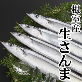 【ふるさと納税】[北海道根室産]さんま 選べる 10尾 〜 60尾 さかな サカナ 魚 サンマ 秋刀魚 北海道 根室市