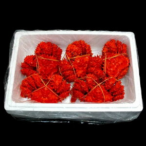 yӂ邳Ɣ[Łz [kCY] ӂ {Cԍ炪 Iׂv 1kg ` 2.4kg ԍ炪 ԍ ԍ炩 ԍI  Jj I  O CN {C 䥂ŊI 䥂ł 䥂ŃK