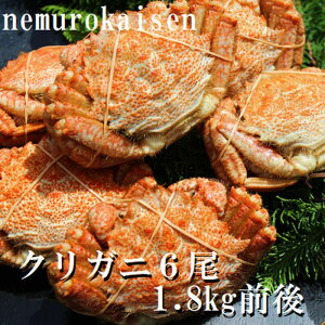 yӂ邳Ɣ[Łzy1221ϊm蕪܂ŔNzz [kCY] NKj 6  ( v 1.8kg O ) N 肪 N I NI  Jj I  O CN kC 