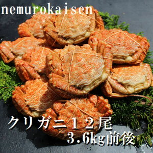 yӂ邳Ɣ[Łzy1221ϊm蕪܂ŔNzz [kCY] NKj 12  ( v 3.6kg O ) N 肪 N I NI  Jj I  O CN kC 