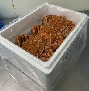 yӂ邳Ɣ[Łz т Ԏ 500 ~ 600g × 1  Ԏ 550 ~ 750g × 1  Ԏ 500~600g × 3   Jj уKj ъI  PKj I  O CN {C 䥂ŊI 䥂ł 