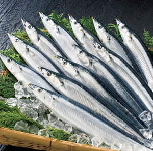 �y�ӂ邳�Ɣ[�Łz�y12��17�����ϊm�蕪�܂ŔN���z���z[�k�C�������Y]�Ⓚ���T���}20���i�^��p�b�N5����×4P�j A-71050