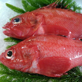 【ふるさと納税】 [北海道根室産] キンキ ( 下ごしらえ済 ) 選べる 2 尾 〜 6 尾 キチジ めんめ きんき さかな サカナ 魚 鮮魚 お取り寄せ グルメ 海鮮 煮付け 北海道 根室市 ふるさと納税