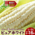 2024年夏発送 白いとうもろこし ピュアホワイト L?2L 13本 北海道千歳産 野菜 とうもろこし【北海道千歳市】ギフト ふるさと納税