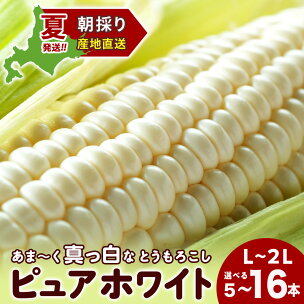 2026年夏発送 白いとうもろこし ピュアホワイト L〜2...