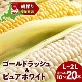 【ふるさと納税】2026年夏発送 とうもろこし ゴールドラッシュ＆ピュアホワイト L〜2L 選べる10本〜20本 北海道千歳産 野菜 とうもろこし 北海道千歳産 野菜 とうもろこし【北海道千歳市】ギフト ふるさと納税