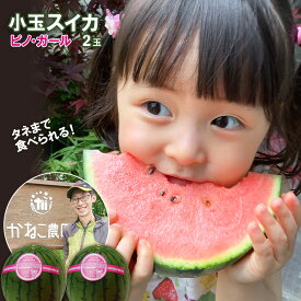 【ふるさと納税】【2026年8月中旬より発送】 スイカ ピノガール 数量限定 すいか 小玉 西瓜 フルーツ セット 果物 【かねこ農園】北海道ふるさと納税 野菜 西瓜 すいか マイクロシード 小玉 有機栽培 北海道 【北海道千歳市】