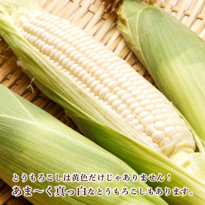 6400円 無料 ふるさと納税 富良野市 生で食べられる 白いトウモロコシ ピュアホワイト10本入り 6400円 無料 ふるさと納税 富良野市 生で食べられる 白いトウモロコシ ピュアホワイト10本入り