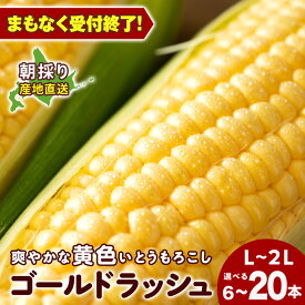 【ふるさと納税】2025年夏発送 とうもろこし ゴールドラッシュ L〜2L 選べる6本～20本 北海道千歳産 野菜 とうもろこし【北海道千歳市】ギフト ふるさと納税
