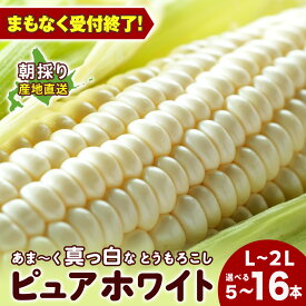 【ふるさと納税】2025年夏発送 白いとうもろこし ピュアホワイト L〜2L 選べる5本～16本 北海道千歳産 野菜 とうもろこし【北海道千歳市】ギフト ふるさと納税