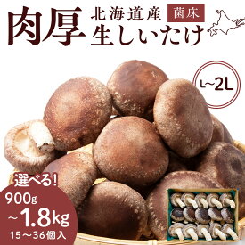 【ふるさと納税】菌床 生しいたけ 選べる900g〜1.8kg 大きい 肉厚 シイタケ 椎茸 生椎茸 生シイタケ 千歳 北海道 《 あしだファーム 》椎茸 しいたけ きのこ キノコ 茸 野菜 北海道ふるさと納税 ふるさと納税 北海道 千歳市 【北海道千歳市】ギフト ふるさと納税