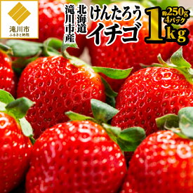 【ふるさと納税】【令和6年出荷受付】北海道 滝川市産 けんたろうイチゴ 1kg (約250g×4パック)