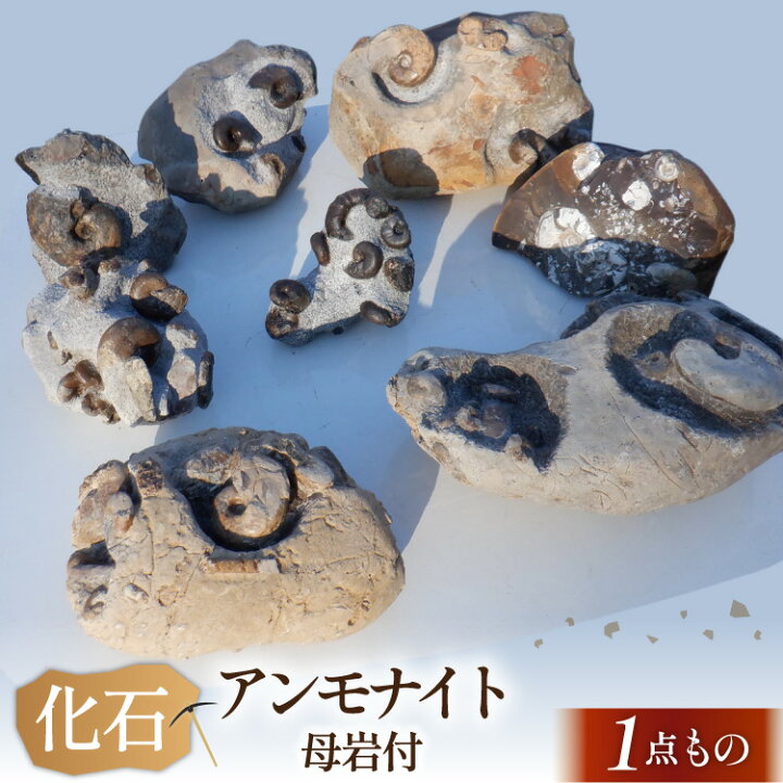 楽天市場】【ふるさと納税】化石 1点もの 北海道産 アンモナイト 母岩 