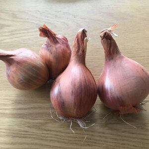 【ふるさと納税】ベルギーエシャロット 2kg未満×1箱 北海道富良野産【1292044】