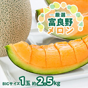 yӂ邳Ɣ[Łzy2026NzkCxǖ상wIxBIGTCY1(2.5kg)_  ʕ  t[c kC xǖ ԓ  xǖ상  Mtg   l