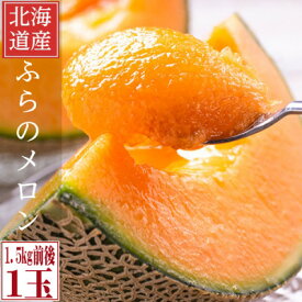 【ふるさと納税】2026年先行予約 糖度15度前後 富良野メロン 2Lサイズ (1.5kg前後) 1玉入_ メロン フルーツ 果物 くだもの 富良野 北海道 人気 おすすめ 送料無料 贈答 ギフト 濃厚 高糖度 1玉 【1635250】
