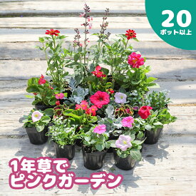 【ふるさと納税】1年草 一年草 ピンク ピンクガーデン 20ポット セット 花苗 花の苗 花 お花 オンライン 申請 ふるさと納税 北海道 恵庭 ガーデニング 初心者 ベゴニア ペチュニア アリッサム 寄せ植え flower 苗 庭 植物【780004】