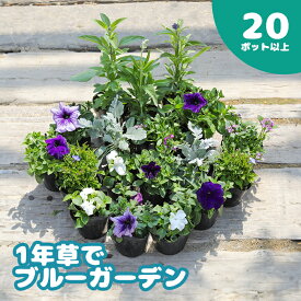 【ふるさと納税】1年草 一年草 ブルー ブルーガーデン 青 紫 20ポット セット 花苗 花の苗 花 お花 オンライン 申請 ふるさと納税 北海道 恵庭 ガーデニング 初心者 ベゴニア ペチュニア アリッサム 寄せ植え flower 苗 庭【780005】