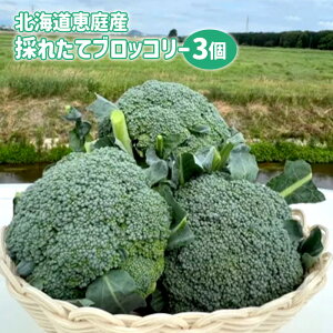yӂ邳Ɣ[ŁzkCbY ̂ꂽ ubR[ 3 900gO ʌ \ xW^u IC \ ӂ邳Ɣ[ kC b Ԃ[ Â h{_  NxQ V