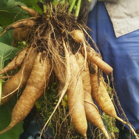 【ふるさと納税】北海道 生ヤーコン 3kg 野菜 究極の健康野菜 栽培期間中農薬不使用 北海道 北広島市 送料無料【2026年10月上旬より順次発送予定】