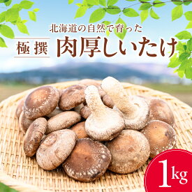 【ふるさと納税】北海道の自然で育った 極撰 肉厚 しいたけ 1kg 【 ふるさと納税 人気 おすすめ ランキング 生しいたけ 椎茸 菌床 シイタケ きのこ キノコ 茸 北海道 北斗市 送料無料 】 HOKBA001