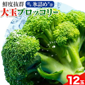 【ふるさと納税】【2026年先行予約】野菜 氷詰めブロッコリー 12玉 大玉サイズをお届け 北海道産 大玉 ブロッコリー 野菜 ダイエット 筋トレ トレーニング 新鮮 氷詰め サラダ おかず 野菜ジュース 料理 弁当 農家 産地直送 北海道 照之家商店