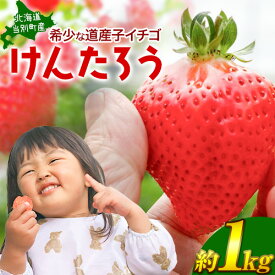 【ふるさと納税】【2026年先行予約】べんけべつのいちご けんたろう 約1kg (1箱4パック入り) 齊藤義也 いちご イチゴ フルーツ 果物 ギフト 北海道 当別町 送料無料 北海道産 お取り寄せ《2026年5月上旬-6月上旬頃出荷》