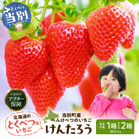 【ふるさと納税】【2027年度産先行予約】 べんけべつのいちご けんたろう 北海道産 希少品種 【選べる容量】 1箱 4パック 2箱 8パック 朝どれ アフター保障 いちご イチゴ フルーツ 果物 ギフト お取り寄せ 北海道 当別町《2027年5月下旬-6月中旬頃出荷》