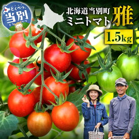 【ふるさと納税】トマト 北海道 当別町産 化学農薬不使用 ミニトマト 雅 1.5kg とまと VEGGIEHILLS《7月下旬-8月上旬頃出荷》 北海道 当別町 野菜 新鮮 べジヒルズ オリジナル ブランド