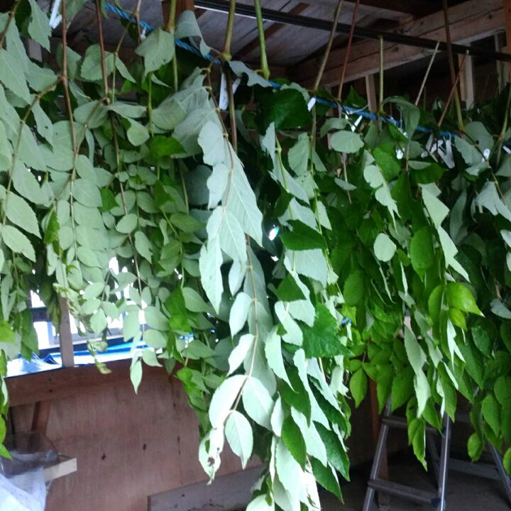 楽天市場】【ふるさと納税】【選べる内容量】お茶 タラノキ茶 18g～45g  