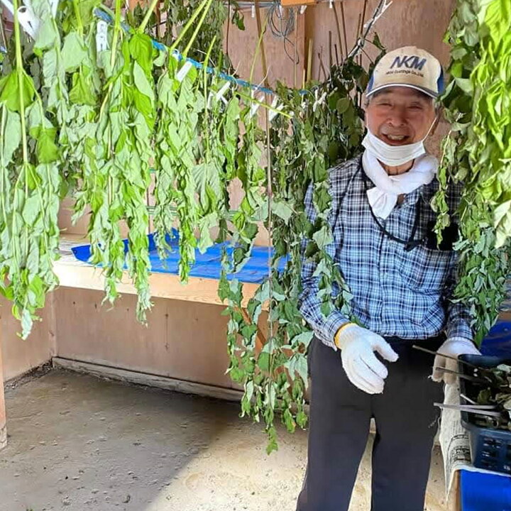 楽天市場】【ふるさと納税】【選べる内容量】お茶 タラノキ茶 18g～45g 