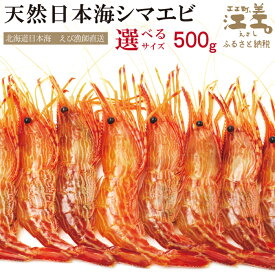 【ふるさと納税】【期間限定＼漁があり次第、順次出荷中／】北海道産 違いが分かる天然日本海シマエビ ［サイズが選べる］ 500g（250g×2パック）　生食可　濃厚な甘み　国産　江差近海産　エビかご漁師直送　最良品厳選　お刺身　天ぷら　エビフライ　海老